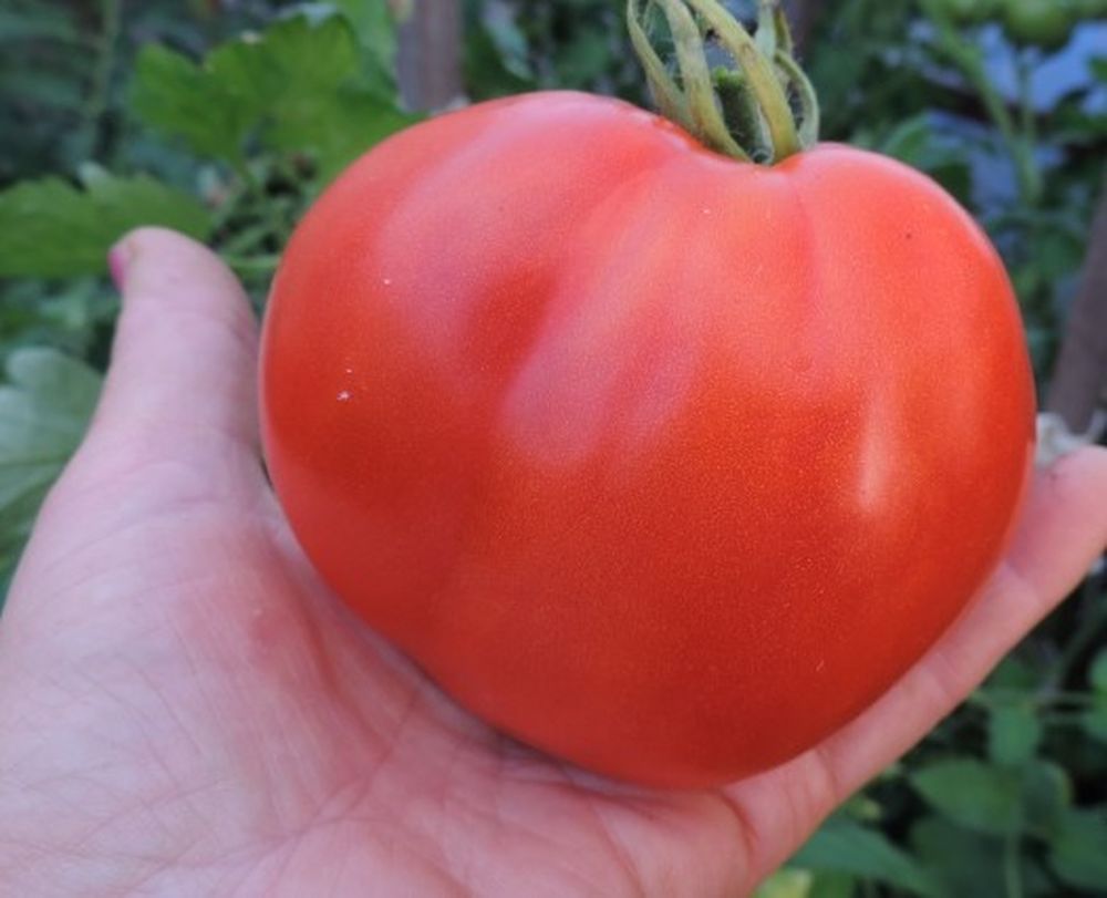 Продам рассаду томатов, перцев, земляники