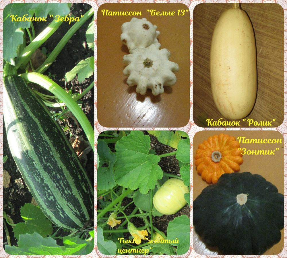 Семена лекарственных растений и лекарственное сырье, семена овощные культур