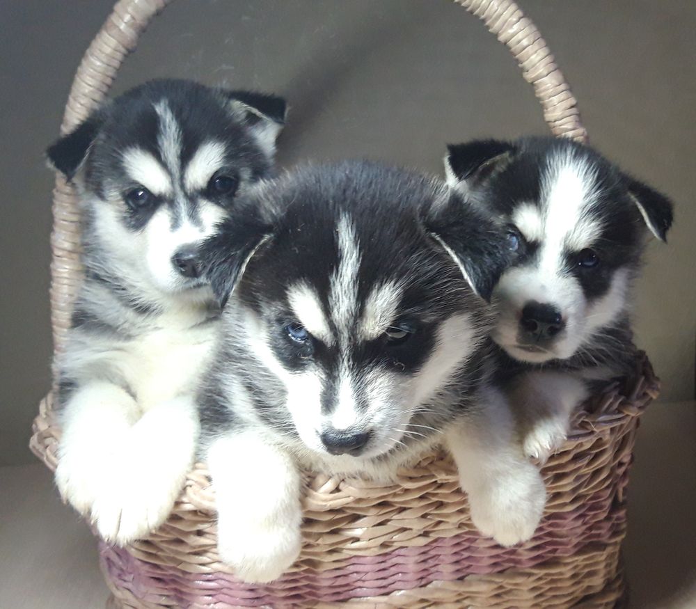 Отдам даром белорецк. Красивые маленькие собачки в Белорецке. Авито Белорецк собаки. Купить хаски недорого в тайге.